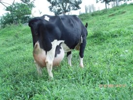 Expoliber: Exposição Agropecuária de Liberdade